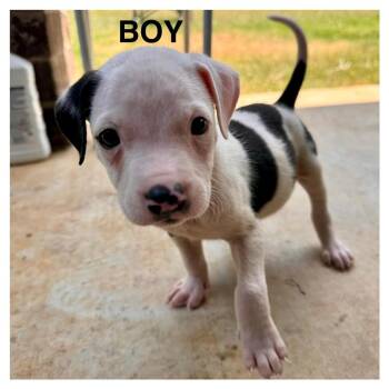 Sundance Kid -  Pit Bull Terrier Dog for Adoption in Chicago, Illinois - Sundance Kid | PetCurious