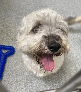 Wheaten Terrier Dogs Available for Adoption - SAMSON | PetCurious