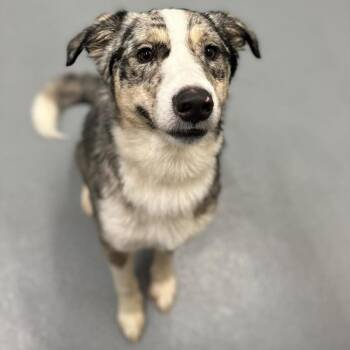 Australian Shepherd and Mixed Breed Dogs Available for Adoption - Archie | PetCurious