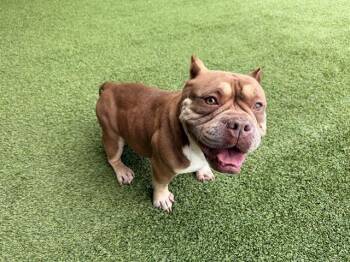 American Bulldog and Mixed Breed Dogs Available for Adoption in Rowlett, Texas - LICA | PetCurious