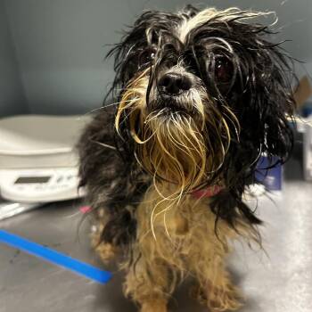 Elena -  Mixed Breed Dog for Adoption in Chattanooga, Tennessee - Elena | PetCurious