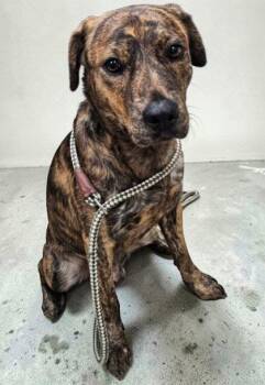 Dallas -  Pit Bull Terrier Dog for Adoption in Sullivan, Indiana - Dallas | PetCurious