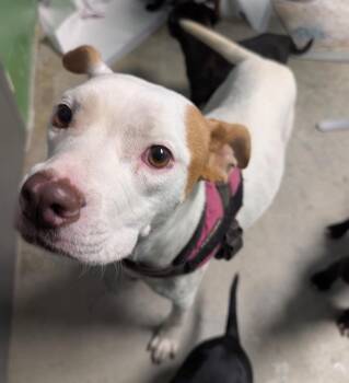 Kanga -  Terrier Dog for Adoption in Defiance, Ohio - Kanga | PetCurious