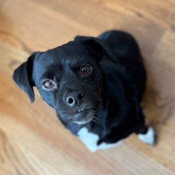 Rescue Chihuahua and Dachshund Dogs for Adoption - Boozy Bourbon | PetCurious