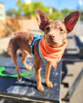Terrier Dogs Available for Adoption in Novato, California - Buttonwillow | PetCurious