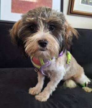 Frieda -  Yorkshire Terrier and Shih Tzu Dog for Adoption in Mundelein, Illinois - Frieda | PetCurious