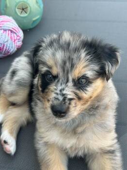 Dottie -  Australian Shepherd and Mixed Breed Dog for Adoption in Winnipeg, Manitoba - Dottie | PetCurious
