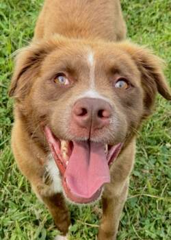 Rescue Cattle Dog and Mixed Breed Dogs for Adoption in Morristown, New Jersey - Ranger | PetCurious