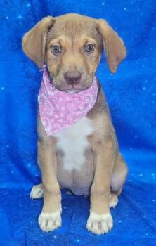 Hound and Mixed Breed Dogs Available for Adoption in Elmira, New York - Nose Marie | PetCurious