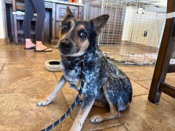 Leza -  Australian Cattle Dog Blue Heeler Dog for Adoption in Phoenix, Arizona - Leza | PetCurious