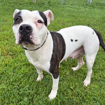 Aventurine -  Mixed Breed Dog for Adoption in Binghamton, New York - Aventurine | PetCurious