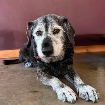 Griffin -  Terrier Dog for Adoption in Shawnee, Kansas - Griffin | PetCurious