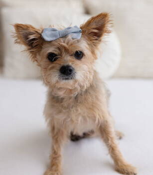 Rescue Yorkshire Terrier Dogs for Adoption in Milton, Georgia - Hanna Barbera | PetCurious