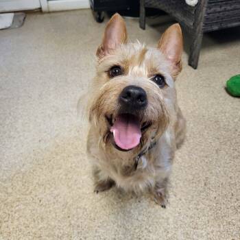 Jules -  Cairn Terrier Dog for Adoption in Sunderland, Maryland - Jules | PetCurious