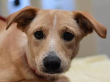 Nina -  Terrier Dog for Adoption in Portland, Oregon - Nina | PetCurious