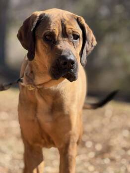Rescue Bloodhound and Redbone Coonhound Dogs for Adoption in Attalla, Alabama - Tally | PetCurious
