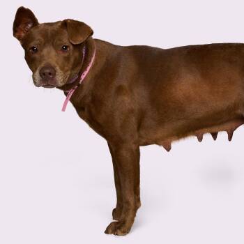 Mixed Breed Dogs Available for Adoption - Gine | PetCurious