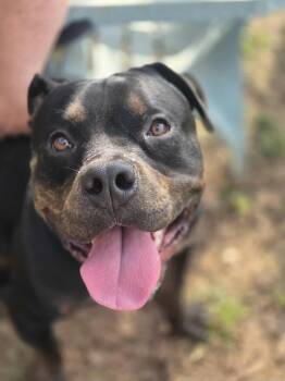 Rescue Pit Bull Terrier and English Bulldog Dogs for Adoption in Dover, Arkansas - Bennett | PetCurious