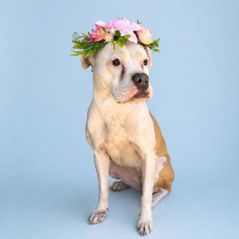 Daisy Mae -  Boxer Dog for Adoption in Martinez, California - Daisy Mae | PetCurious