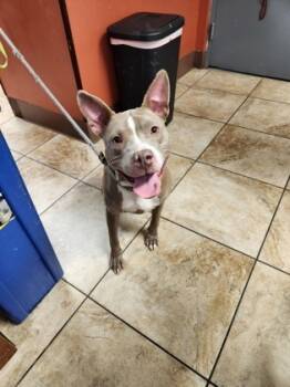 Rescue Mixed Breed Dogs for Adoption in Cincinnati, Ohio - Andorra | PetCurious