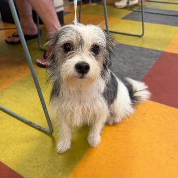 Matcha -  Mixed Breed Dog for Adoption in Philadelphia, Pennsylvania - Matcha | PetCurious