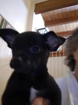Marki -  Chihuahua and Terrier Dog for Adoption in Aurora, Colorado - Marki | PetCurious