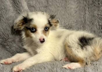 Guinness -  Australian Shepherd Dog for Adoption in Wolcott, Connecticut - Guinness | PetCurious