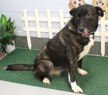 Rescue Retriever and Shepherd Dogs for Adoption in Newfoundland, Pennsylvania - Berry (Wonderful Family Dog) | PetCurious