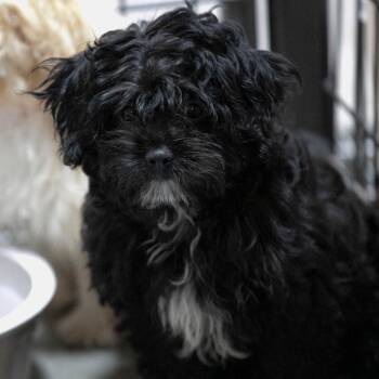 Milo (AG26-186) -  Pekingese and Miniature Poodle Dog for Adoption in Peyton, Colorado - Milo (AG26-186) | PetCurious
