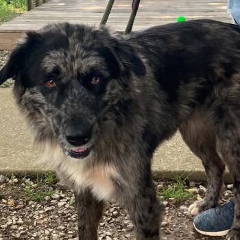 TNGC-Stray-1219 -  Catahoula Leopard Dog and Great Pyrenees Dog for Adoption in Pulaski, Tennessee - TNGC-Stray-1219 | PetCurious