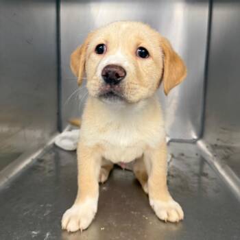 Labrador Retriever and Mixed Breed Dogs Available for Adoption in Martinsville, Virginia - Venmo | PetCurious
