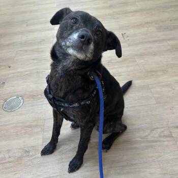 SVAS-Stray-39501 -  Terrier and Mixed Breed Dog for Adoption in Lyndhurst, Virginia - SVAS-Stray-39501 | PetCurious
