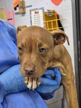 Pit Bull Terrier and Mixed Breed Dogs Available for Adoption - Ruby | PetCurious