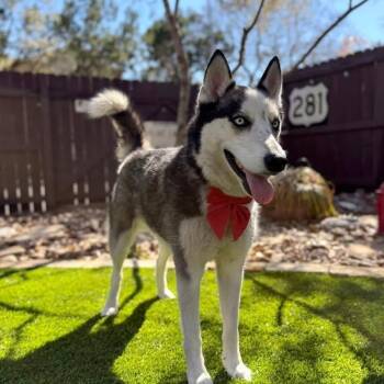 Siberian Husky Dogs Available for Adoption in Williston, Vermont - Lobo | PetCurious