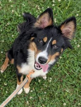 Fern -  Border Collie and Husky Dog for Adoption in Mt. Juliet, Tennessee - Fern | PetCurious
