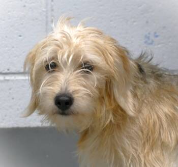 Shih Tzu and Beagle Dogs Available for Adoption - FELIX | PetCurious