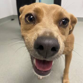 Pit Bull Terrier Dogs Available for Adoption in Abilene, Texas - Rory | PetCurious