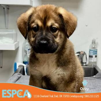 German Shepherd Dog Dogs Available for Adoption - Ozzy | PetCurious