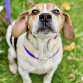 Rescue Foxhound Dogs for Adoption in Battle Creek, Michigan - Franz | PetCurious