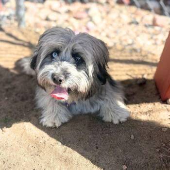 Skye Terrier Dogs Available for Adoption in Aurora, Colorado - LYRIC | PetCurious