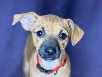Cheese -  Chihuahua and Pug Dog for Adoption in Portland, Oregon - Cheese | PetCurious