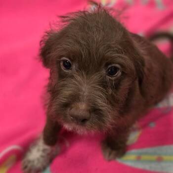 Turbo FJ -  Chihuahua and Miniature Schnauzer Dog for Adoption in Austin, Texas - Turbo FJ | PetCurious