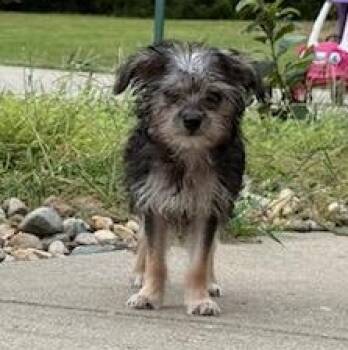Milky Way -  Chihuahua Dog for Adoption in Blue Springs, Missouri - Milky Way | PetCurious