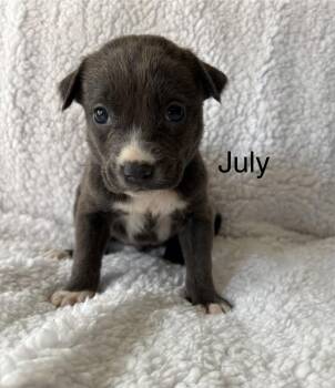 July -  Labrador Retriever and Pit Bull Terrier Dog for Adoption in Carmel Hamlet, New York - July | PetCurious
