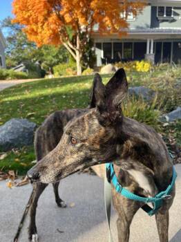 Rescue Greyhound Dogs for Adoption in Coon Rapids, Minnesota - Louise | PetCurious