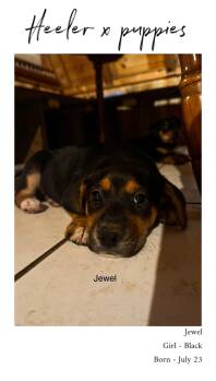 Rescue Australian Cattle Dog Blue Heeler Dogs for Adoption in Rome, Georgia - Jewel | PetCurious