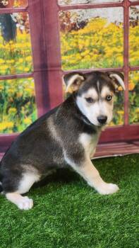 Husky and Shepherd Dogs Available for Adoption in Austin, Texas - Stormie DG | PetCurious