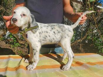 Riley- Foster to Adopt -  English Setter Dog for Adoption in Wood Dale, Illinois - Riley- Foster To Adopt | PetCurious