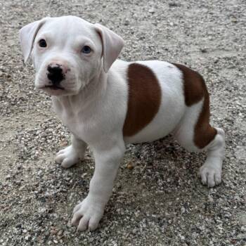 Pit Bull Terrier Dogs Available for Adoption in Chesapeake, Virginia - Otis | PetCurious