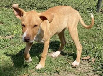 Lion -  Hound and Mixed Breed Dog for Adoption in Conway, South Carolina - Lion | PetCurious